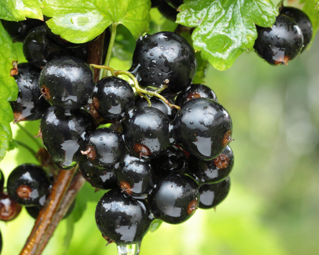 Смородина саженцы