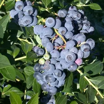 Голубика БОНУС в Сургуте