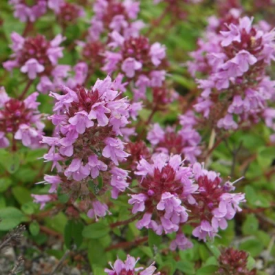 Тимьян яйцевидный в Сургуте