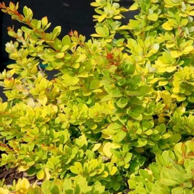 Барбарис СЕНСЕЙШЕН тунберга в Сургуте