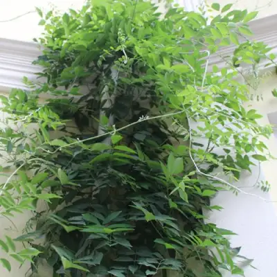 Глициния макростахия БЛЮ МУН в Сургуте