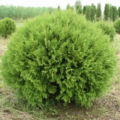 Туя ГЛОБОЗА западная в Сургуте