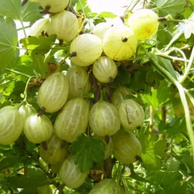 Крыжовник ИНВИКТА в Сургуте