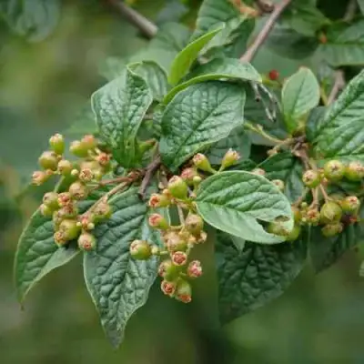 Кизильник пузырчатый в Сургуте