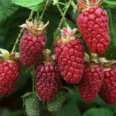 Малина РУБИНОВОЕ ОЖЕРЕЛЬЕ в Сургуте