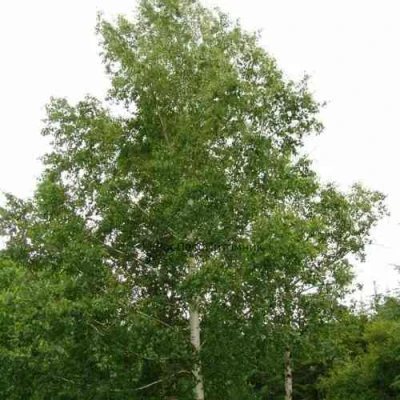 Береза бородавчатая в Сургуте