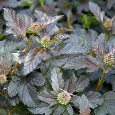 Пузыреплодник ДИАБЛО в Сургуте