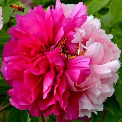 Пион ДВЕ СЕСТРЫ древовидный в Сургуте