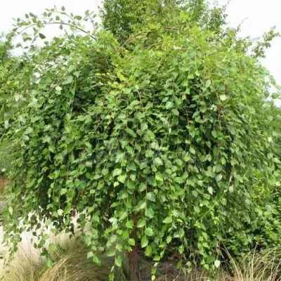 Береза САММЕР КАСКАД черная в Сургуте