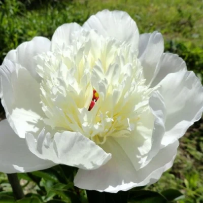 Пион ИММАКУЛИ травянистый в Сургуте