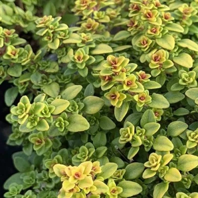 Тимьян АРЧЕРЗ ГОЛД в Сургуте