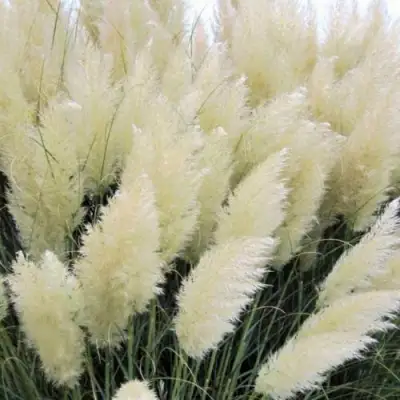 Кортадерия белая (пампасная трава) в Сургуте