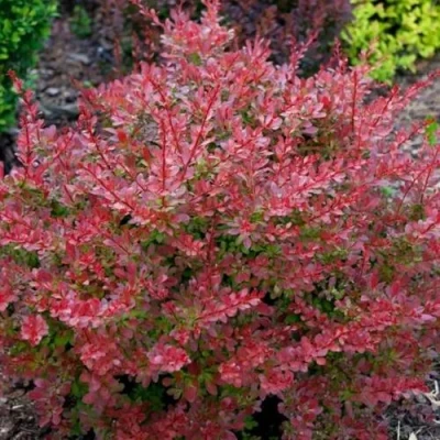 Барбарис ГОЛДЕН РИНГ тунберга в Сургуте