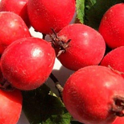 Боярышник КРУПНОПЛОДНЫЙ в Сургуте