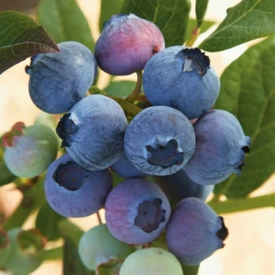 Голубика ОСОРНО в Сургуте