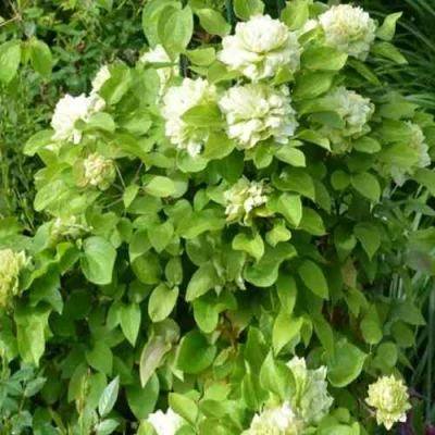 Клематис КОХАНА в Сургуте