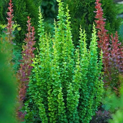 Барбарис ЭРЕКТА тунберга в Сургуте