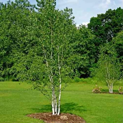 Береза бумажная в Сургуте