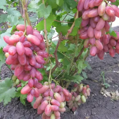Виноград ЮЛИАН в Сургуте