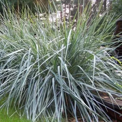 Элимус БЛЮ ДЮН песчаный в Сургуте