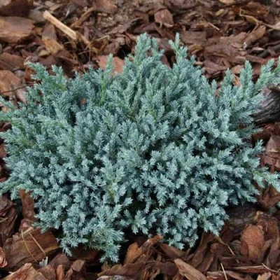 Можжевельник БЛЮ СПАЙДЕР чешуйчатый в Сургуте