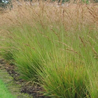 Молиния ПОЛ ПЕТЕРСОН голубая в Сургуте