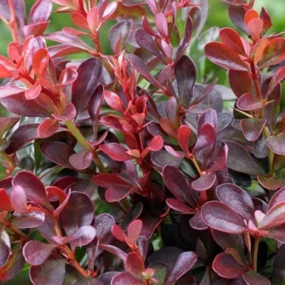 Барбарис АТРОПУРПУРЕА НАНА тунберга в Сургуте