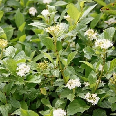 Дерен ФЛАВИРАМЕА отпрысковый  в Сургуте