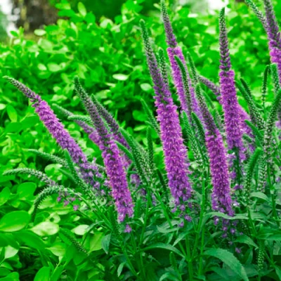 Вероника ФЕСТ МАТЧ длиннолистная в Сургуте