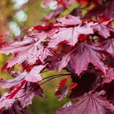 Клен РОЯЛ РЕД остролистный в Сургуте