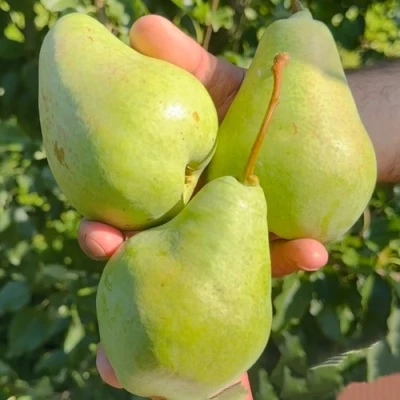саженцы груши Санта Клаус