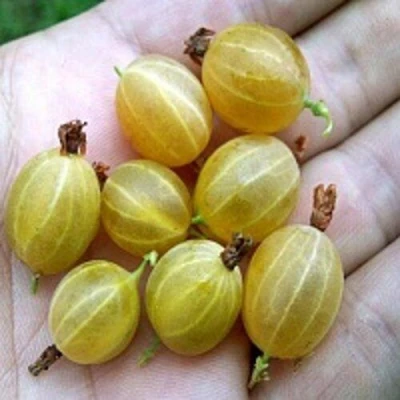 Крыжовник ЯРОВОЙ в Сургуте