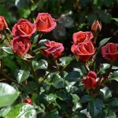 Роза ЧОКОЧИНО спрей в Сургуте