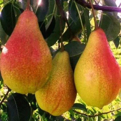 груша Аббат Фетель