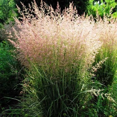 Молиния ФОНТЕЙН тростниковая в Сургуте
