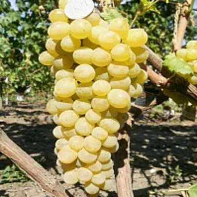 Виноград КИШМИШ ЗОЛОТЦЕ в Сургуте