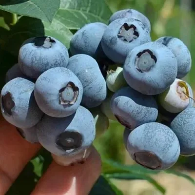 Голубика СИЕРРА в Сургуте