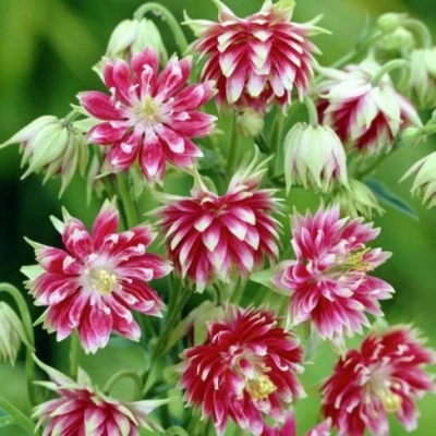 Аквилегия БАРЛОУ НОРА гибрид МакКаны в Сургуте