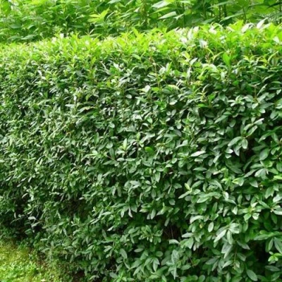 Бирючина обыкновенная в Сургуте