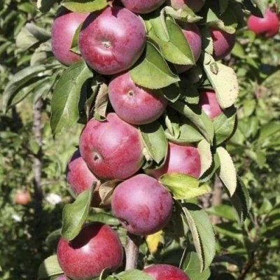 Яблоня ЕСЕНИЯ колонновидная в Сургуте