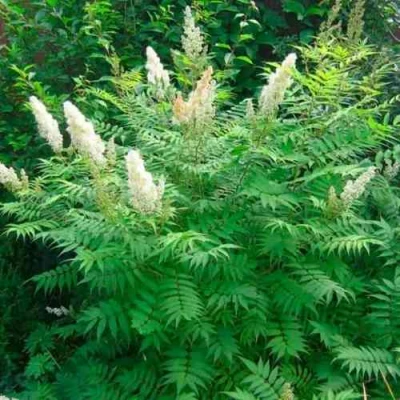 Рябинник рябинолистный СЭМ в Сургуте