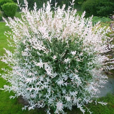 Ива ХАКУРО НИШИКИ в Сургуте