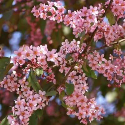 Черемуха КОЛОРАТА в Сургуте