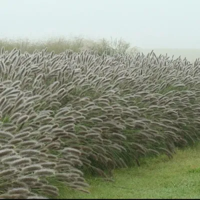 Пеннисетум ЛЕДИ Ю в Сургуте