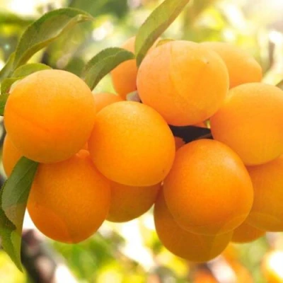 Слива МАРА в Сургуте