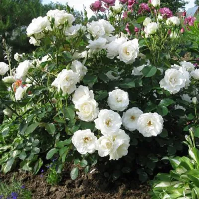 Роза АЛАБАСТЕР флорибунда в Сургуте