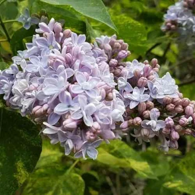 Сирень АУКУБАФОЛИЯ в Сургуте