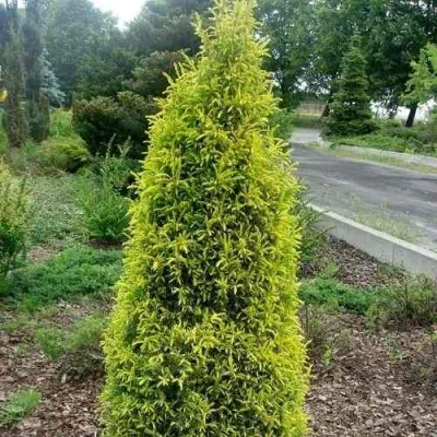 Можжевельник ГОЛД КОН обыкновенный в Сургуте