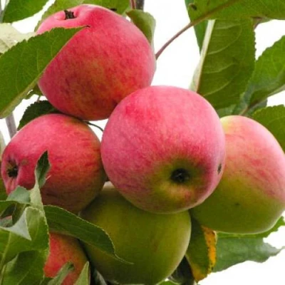 Яблоня МЕЧТА в Сургуте