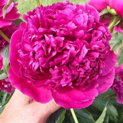 Пион АВГУСТИН ДОР травянистый в Сургуте